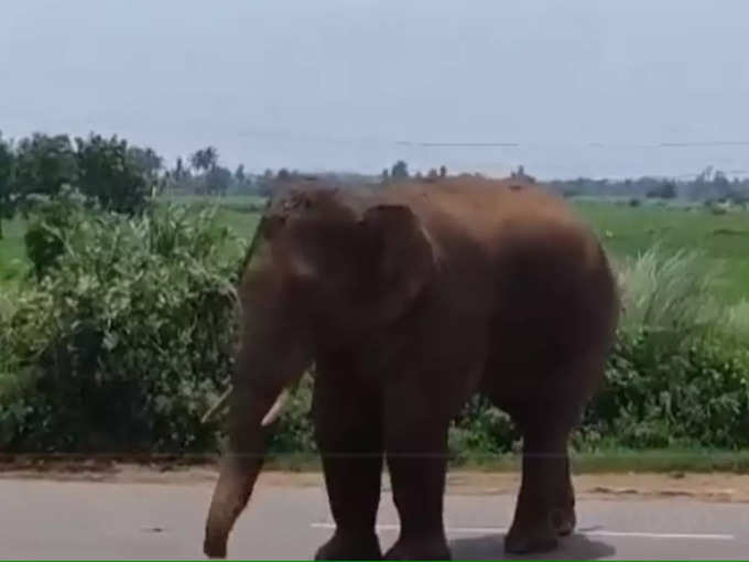 हाथी ने एक कपल को मार डाला था 