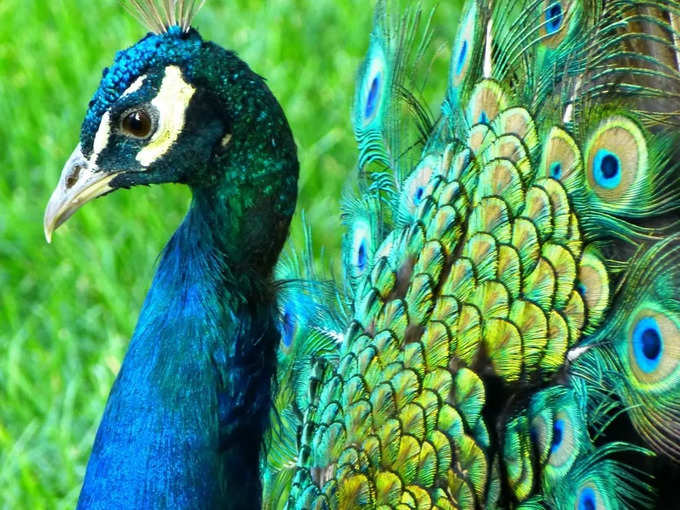 Peacock Feather