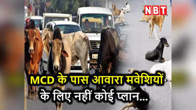 दिल्ली: सड़कों पर कितने मवेशी, MCD के पशु विभाग को नहीं है पता