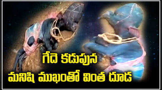 మనిషి ముఖంతో దూడ జననం.. అనకాపల్లిలో వింత ఘటన