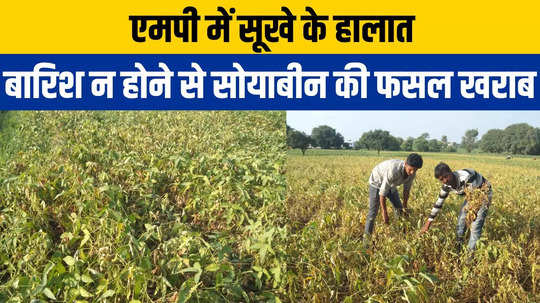 drought situation in mp soybean crop damaged watch video