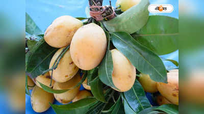Malda Mango: মালদার ফলের জয়জয়কার, এবার তিন আম পেল GI Tag-এর সরকারি অনুমোদন