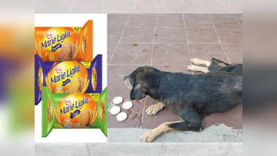 कुत्र्यांना १ बिस्किट कमी पडलं; आता १ लाख रुपयांची भरपाई द्यावी लागणार; प्रकरण काय?