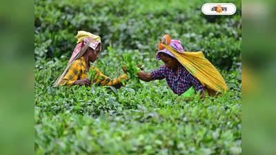 Tea Processing Hub : শহরে টি প্রসেসিং হাবের পরিকল্পনা রাজ্যের