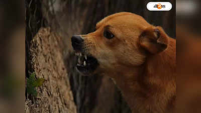 Dog Bite Death : বকুনির ভয় কুকুরের কামড় লুকিয়েছিল কিশোর, ১ মাস পর ভয়ংকর পরিণতি
