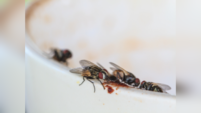 दूध-चाय में मक्खी गिरने के बाद पी सकते हैं? मेडिकल साइंस के जवाब से चौंक जाएंगे आप
