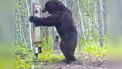 Bear Viral Video: জঙ্গলে প্রথমবার আয়নায় নিজেকে দেখে তাণ্ডব ভাল্লুকের! ভিডিয়ো দেখে হাসির রোল নেটপাড়ায়