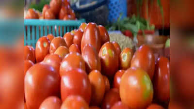 टोमॅटो महिन्यातच राजाचा रंक! २० किलोच्या क्रेटचा दर ४ हजारांहून थेट १०० रुपयांवर