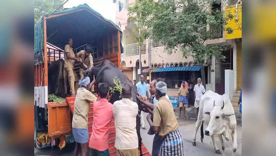 காஞ்சியில் ஆட்டம் காட்டிய மாடு... படாதபாடு பட்ட மாநகராட்சி ஊழியர்கள்!