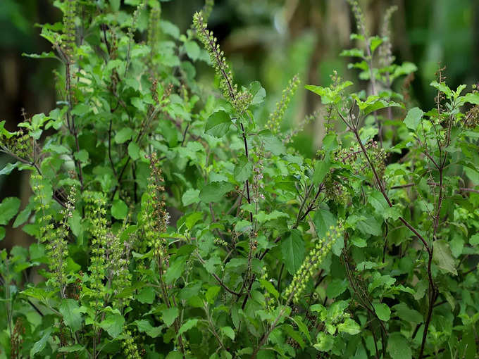 তুলসী দেখাবে ম্যাজিক