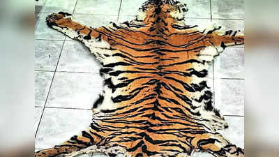 बाघ की खाल और 35 किलो हड्डियों के साथ 3 गिरफ्तार, उत्तराखंड में बड़े तस्कर-गैंग का भंडाफोड़