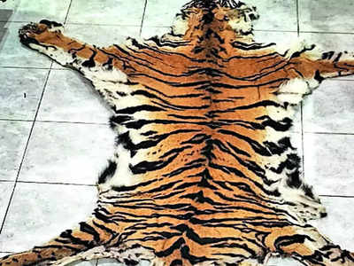 बाघ की खाल और 35 किलो हड्डियों के साथ 3 गिरफ्तार, उत्तराखंड में बड़े तस्कर-गैंग का भंडाफोड़
