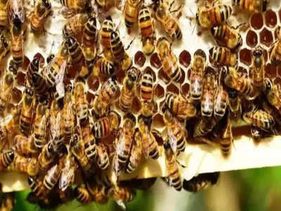 Meerut में धार्मिक कार्यक्रम के दौरान हादसा, मधुमक्खियों के हमले में एक श्रद्धालु की मौत, 12 घायल