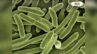 Flesh Eating Bacteria Attack: মাংসখেকো ব্যাকটেরিয়ার হামলায় ফের মৃতমিছিল! আতঙ্কে জারি সতর্কতা