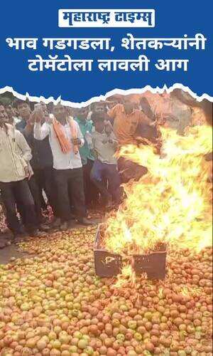 maharashtratimes/maharashtra/chhatrapati-sambhajinagar/farmers-set-fire-to-tomatoes-due-to-low-tomato-prices