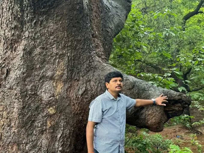 150 ఏళ్లనాటి మామిడి చెట్టును చూశారా.. వామ్మో ఎంత పెద్దగుందో..!