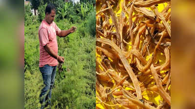 Good News: परंपरागत छोड़ आधुनिक खेती अपना रहे मिर्जापुर के किसान, 60 हजार की लागत में 7 लाख तक की कमाई