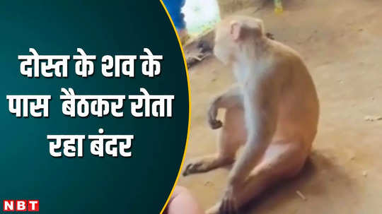 monkey kept crying sitting near dead body of human friend in lakhimpur kheri