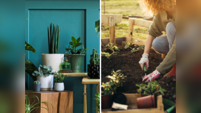 Gardening Tips: होम गार्डनिंग सुरू करण्याच्या ५ सोप्या टिप्स, असे सजवा घरातील गार्डन