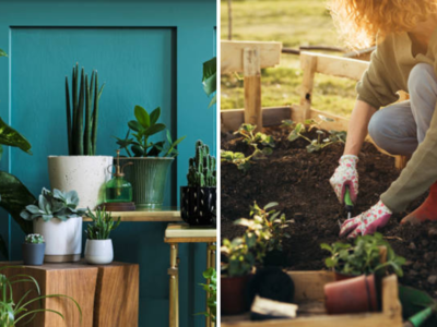 Gardening Tips: होम गार्डनिंग सुरू करण्याच्या ५ सोप्या टिप्स, असे सजवा घरातील गार्डन