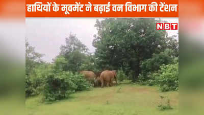 फसल और घरों को कुचल रहे 11 हाथी, 24 घंटे निगरानी के बाद भी वन विभाग खाली हाथ, लोगों को दी दूर रहने की नसीहत