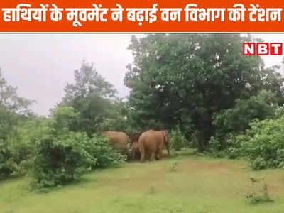 फसल और घरों को कुचल रहे 11 हाथी, 24 घंटे निगरानी के बाद भी वन विभाग खाली हाथ, लोगों को दी दूर रहने की नसीहत