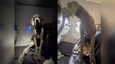 दिल्ली से गोवा के रास्ते आसमान में था प्लेन और मैडम ने कुत्ते को कैरियर से निकाल दिया, यात्रियों में मची खलबली