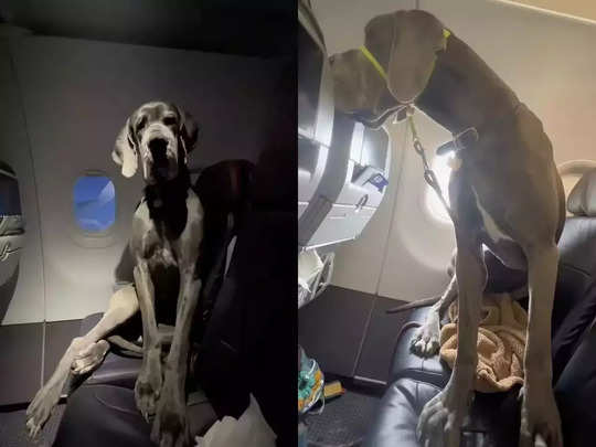 दिल्ली से गोवा के रास्ते आसमान में था प्लेन और मैडम ने कुत्ते को कैरियर से निकाल दिया, यात्रियों में मची खलबली