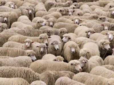 आसमान से गिरी बिजली से बाडे़ में बंधी 130 भेड़ों की मौत, पशुपालक का हुआ लाखों का नुकसान