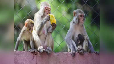 वृंदावन के बंदरों में मिली टीबी, इंसानों के जूठे फल-भोजन ने दे दी बीमारी, रिपोर्ट में हुआ खुलासा