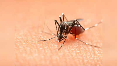 डेंग्यूचा धोका वाढला...! १७ वर्षीय मुलीचा दुर्दैवी मृत्यू; परिसरात भीतीचे वातावरण