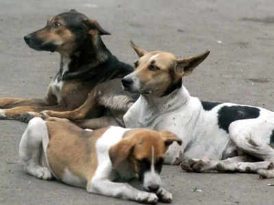 Noida Live News: ट्राई एंबेसी सोसाइटी से कुत्तों को बाहर करने पर दो पक्ष भिड़े, पुलिस ने 4 को किया अरेस्ट