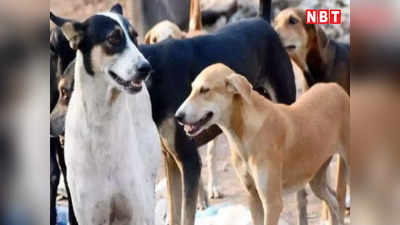 Delhi Stray Dogs: आवारा कुत्तों को छोड़ने की याचिका पर बोली HC- पहले से हैं नियम, कोई आदेश जारी करने की जरूरत नहीं