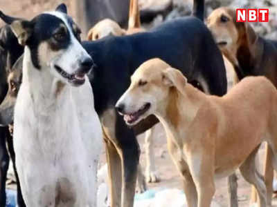 Delhi Stray Dogs: आवारा कुत्तों को छोड़ने की याचिका पर बोली HC- पहले से हैं नियम, कोई आदेश जारी करने की जरूरत नहीं