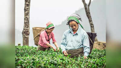 Tea News: রফতানি কমছে দার্জিলিং চা-এর! বিশ্বের বাজার দখল করছে ভারতের প্রতিবেশী দেশ
