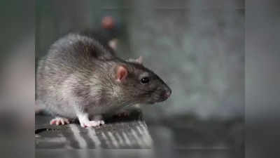 चूहे को पकड़ने वाले ग्लू ट्रैप पर बैन, दिल्ली सरकार ने क्यों लिया यह फैसला
