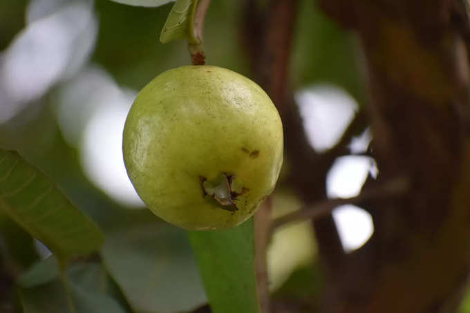 జామపండు..