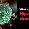 nipah virus