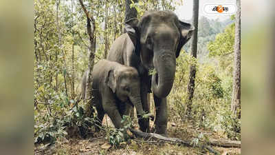 Elephant Safari : রাজ্যের বনাঞ্চলে প্রবেশে ফি বাড়াল বনদফতর, পুজোর আগেই বড় সিদ্ধান্ত