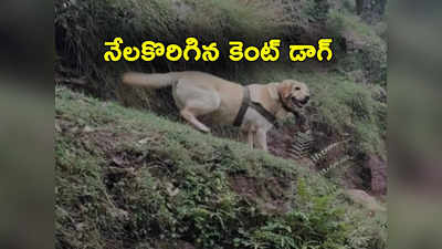 Army Dog: సైనికుడిని కాపాడేందుకు ప్రాణాలు అర్పించిన ఆర్మీ డాగ్.. కశ్మీర్‌ ఎన్‌కౌంటర్‌లో ఘటన