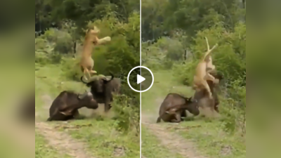 जंगल के राजा ने दिखाई ताकत तो भैंस ने दोस्त को बचाने के लिए शेर को उठाकर पटक दिया, वीडियो वायरल
