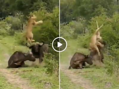 जंगल के राजा ने दिखाई ताकत तो भैंस ने दोस्त को बचाने के लिए शेर को उठाकर पटक दिया, वीडियो वायरल