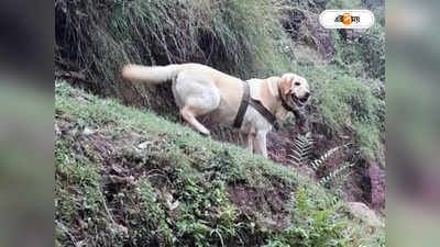 Indian Army Dog Kent : জঙ্গিদের গুলির মুখে বুক চিতিয়ে লড়াই, জওয়ানদের বাঁচিয়ে শহিদ ভারতীয় সেনার ল্যাবরেডর