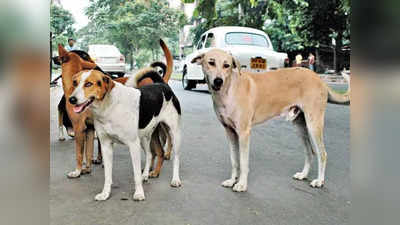 MCD प्रावधानों का पालन करे... G20 समिट से पहले पकड़े गए आवारा कुत्तों की रिहाई पर दिल्ली हाई कोर्ट का निर्देश