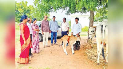 బాపట్ల జిల్లాలో మరో అద్భుతం.. సరోగసీ విధానంలో ఒంగోలు జాతి దూడ జననం