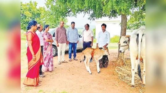 బాపట్ల జిల్లాలో మరో అద్భుతం.. సరోగసీ విధానంలో ఒంగోలు జాతి దూడ జననం 