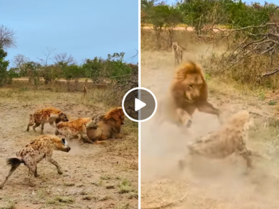 Hyenas Vs Lion: बब्बर शेर ने गर्दन से दबोचा, निपटाने ही वाला था कि लकड़बग्घे के दोस्तों ने पूरा खेल ही बदल दिया