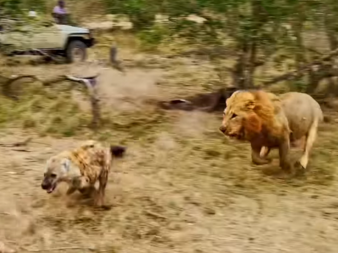 शेर और लकड़बग्घे की लड़ाई का वीडियो