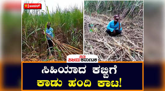 wild boar damaged sugarcane crops in bidar loss to farmers sirsi a village