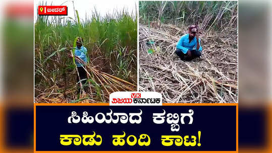 wild boar damaged sugarcane crops in bidar loss to farmers sirsi a village